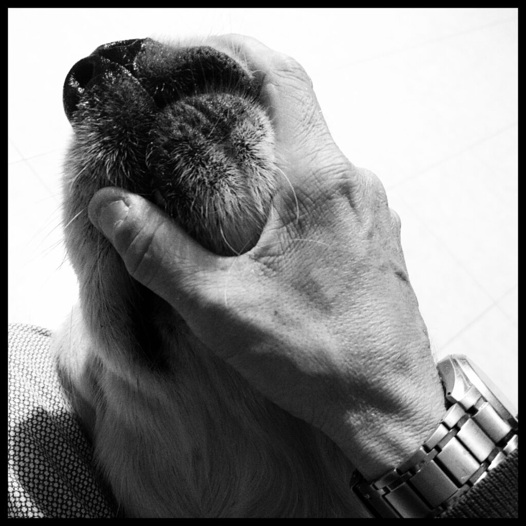 Il mio Golden Retriever